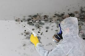 Best Industrial Mold Remediation  in Camp Wood, TX